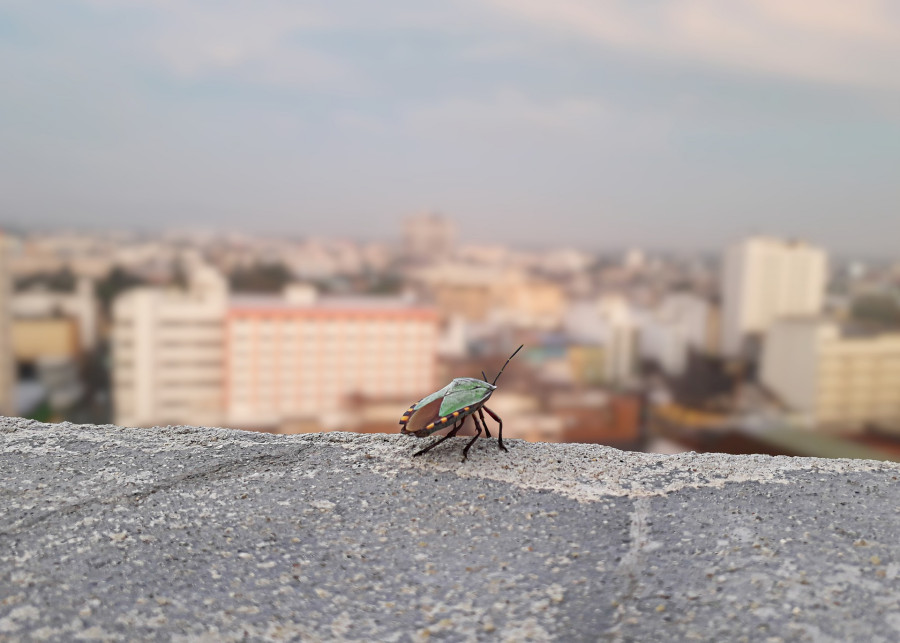 mały owad w wielkim mieście fot. Jacop Hayi - Pixabay