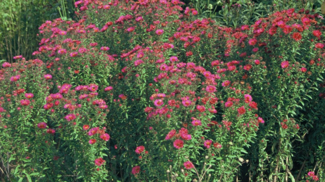 Aster nowoangielski odmiana 'Septemberrubin', fot. iverde