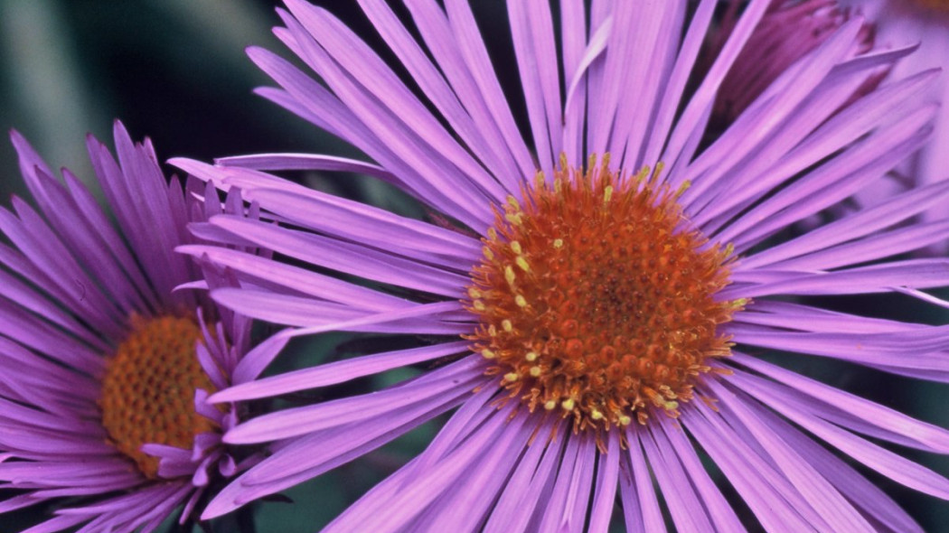 Aster nowoangielski odmiana 'Barr's Blue'