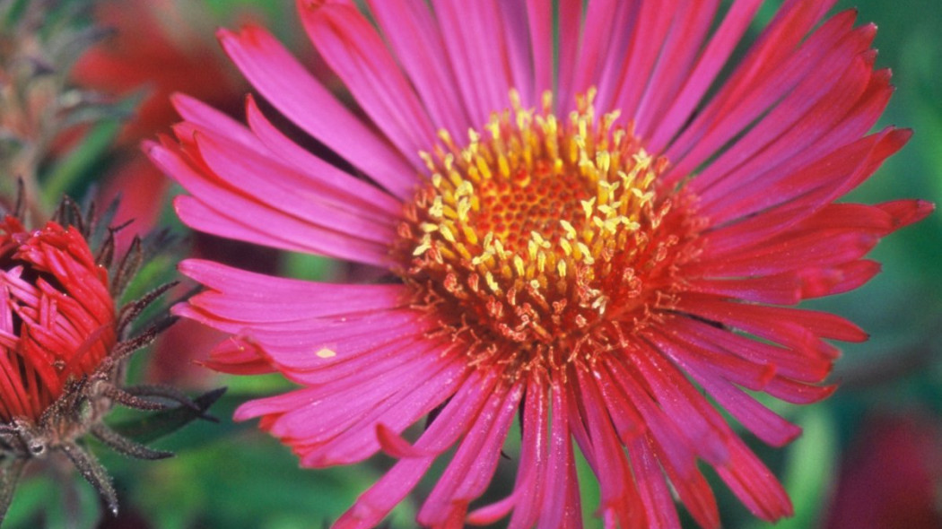 Aster nowoangielski odmiana 'Septemberrubin', fot. iverde