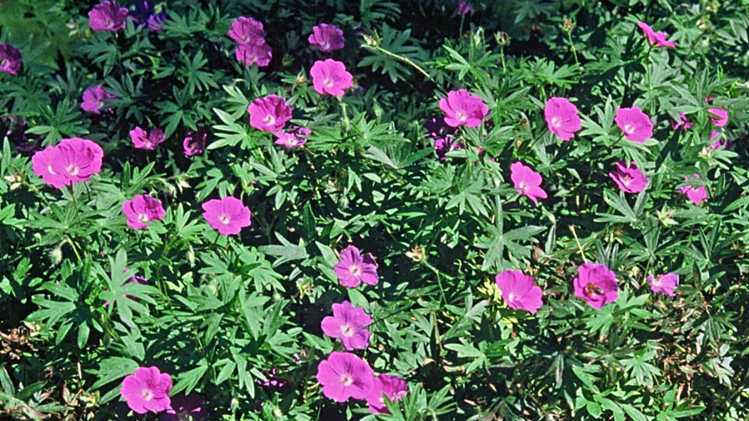 Bodziszek czerwony Geranium sanguineum, fot. iVerde