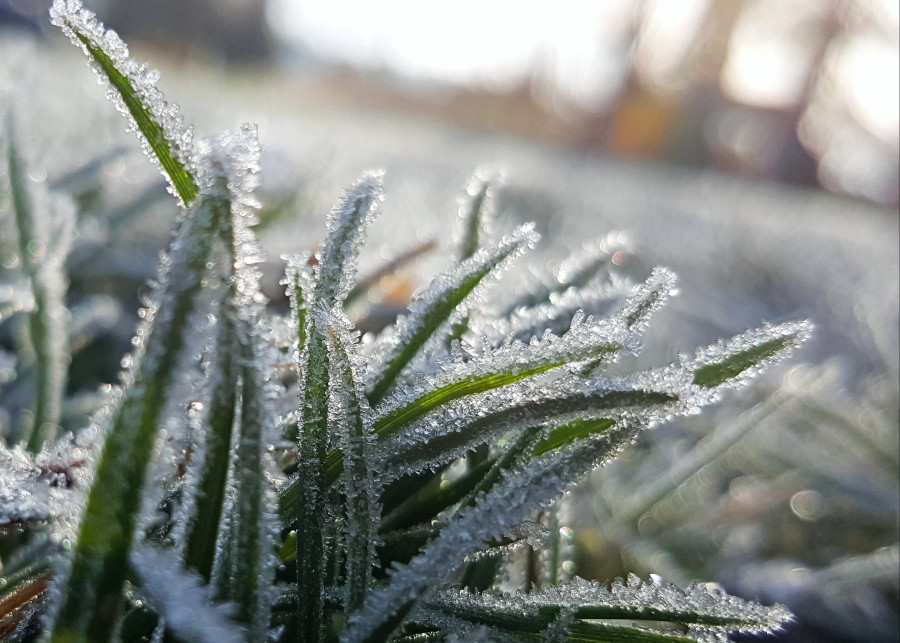 Czy trzeba kosić trawnik zimą, fot. Shaun Holloway - Unsplash