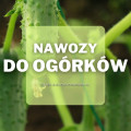 Nawozy do ogórków | Jakie wybrać i gdzie kupić?