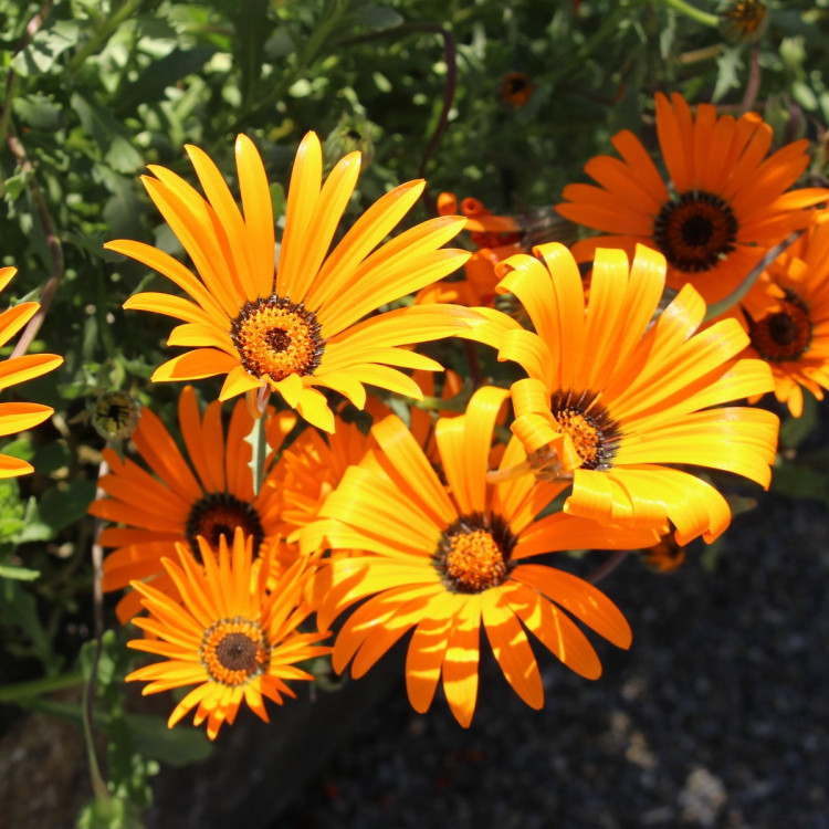 Dimorfoteka zatokowa / Dimorfoteka pomarańczowa (Dimorphotheca sinuata