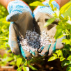 Organiczne nawożenie róż – jak i czym naturalnie zasilać krzewy, by kwitły obficie?