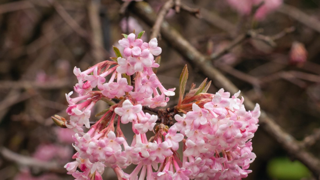 Kalina bodnantska Viburnum bodnantense, fot. cadama - Depositphotos