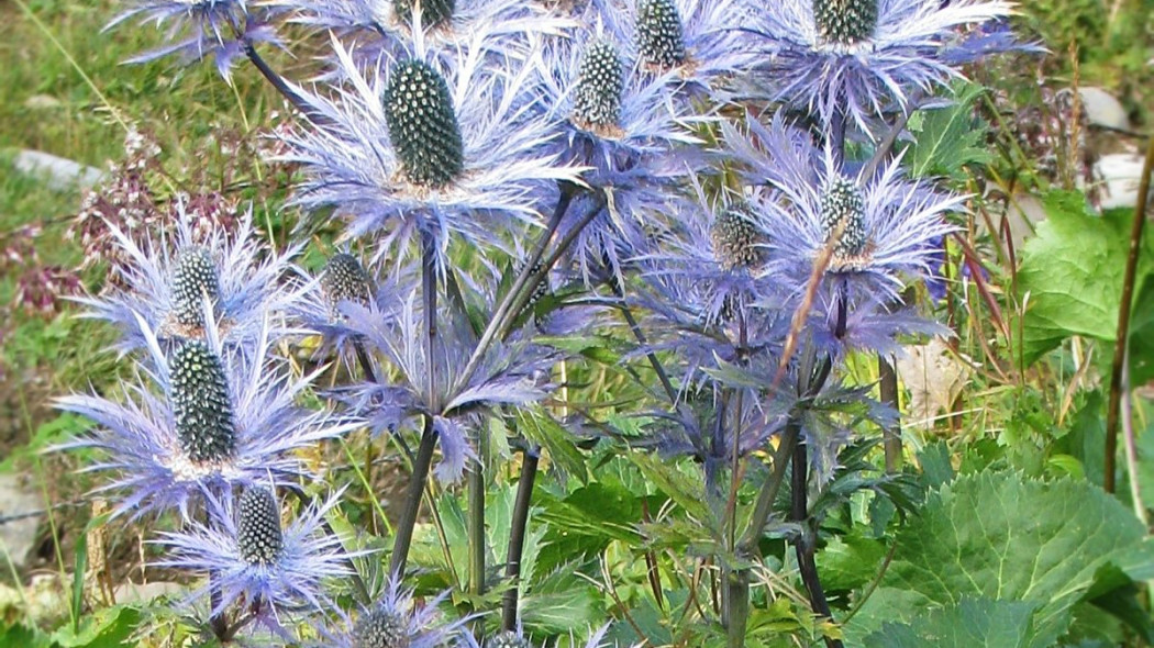 Mikołajek alpejski Eryngium alpinum, fot. peganum (CC BY-SA 2.0) - Wikimedia Commons