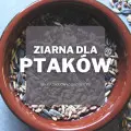 Karma / ziarno dla dzikich ptaków | Jakie wybrać i gdzie kupić?