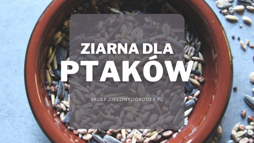 Karma / ziarno dla dzikich ptaków | Jakie wybrać i gdzie kupić?