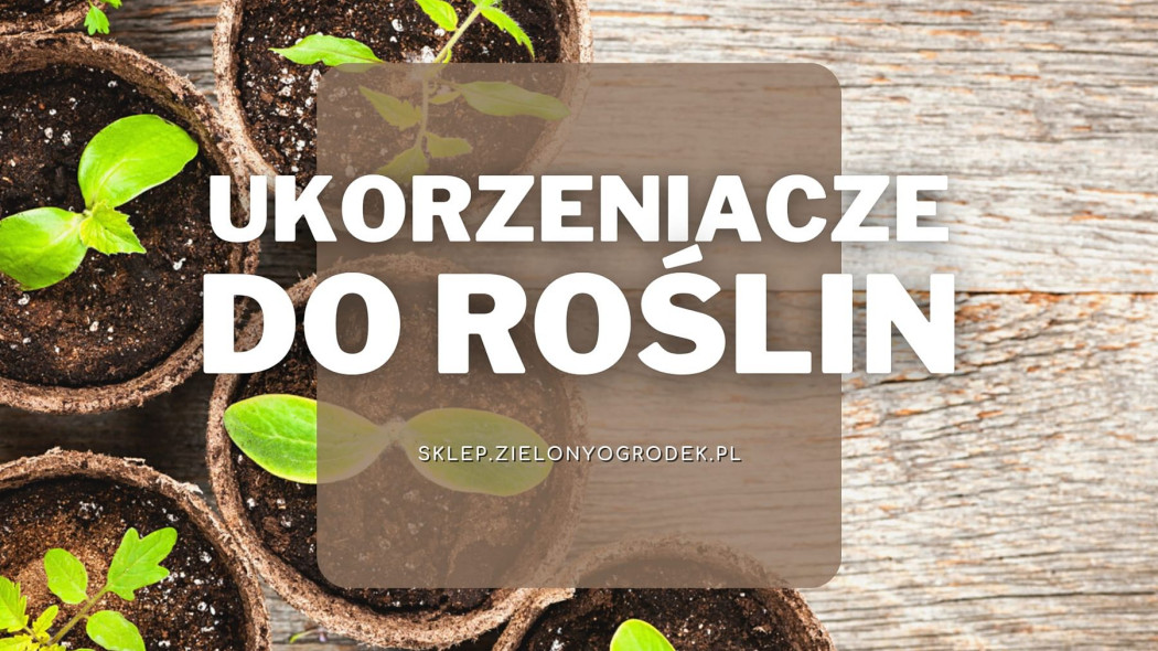 Ukorzeniacze do roślin Jakie wybrać i gdzie kupić