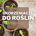 Ukorzeniacze do roślin | Jakie wybrać i gdzie kupić?