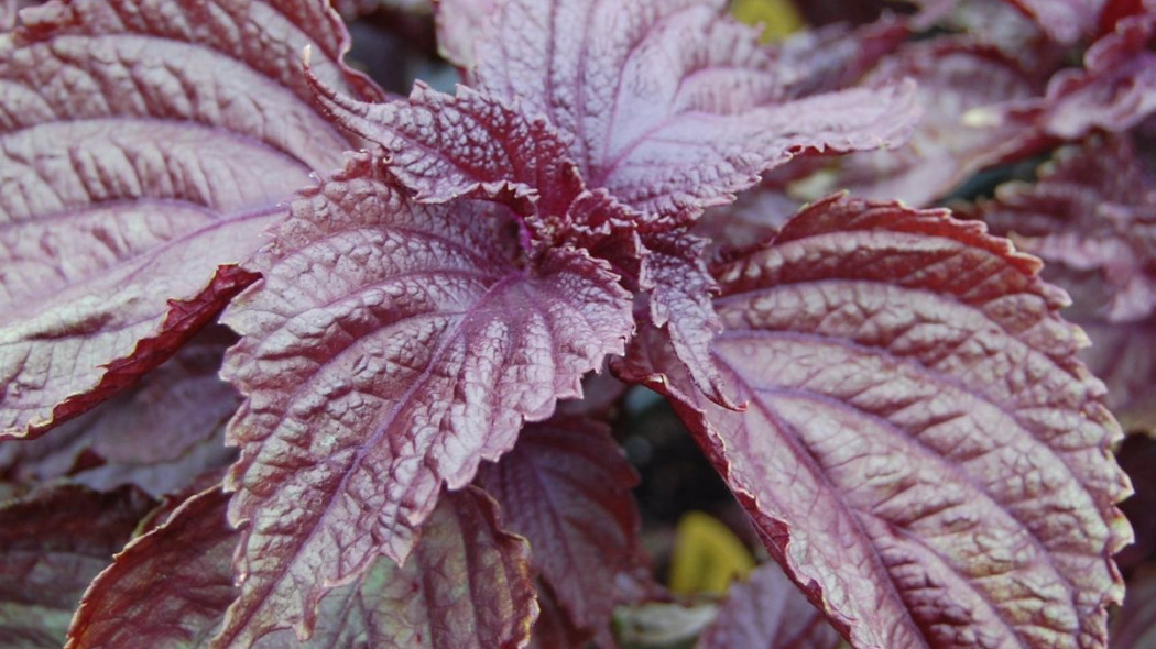 Pachnotka zwyczajna 'Purple Shiso', fot. FarOutFlora (CC BY 2.0) - Flickr