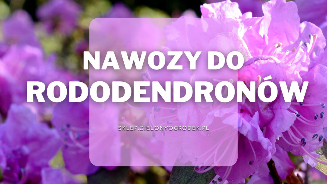 Nawozy do rododendronów i azalii Jakie wybrać i gdzie kupić