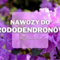 Nawozy do rododendronów i azalii | Jakie wybrać i gdzie kupić?
