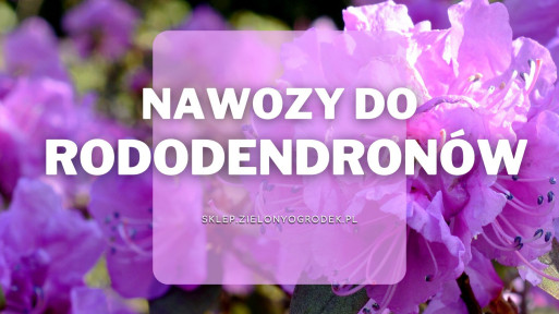 Nawozy do rododendronów i azalii | Jakie wybrać i gdzie kupić?