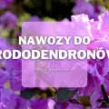 Nawozy do rododendronów i azalii | Jakie wybrać i gdzie kupić?