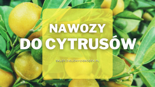 Nawóz do cytrusów | Jaki wybrać i gdzie kupić?