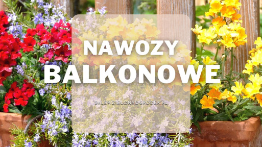 Nawozy do kwiatów balkonowych | Jakie wybrać i gdzie kupić?