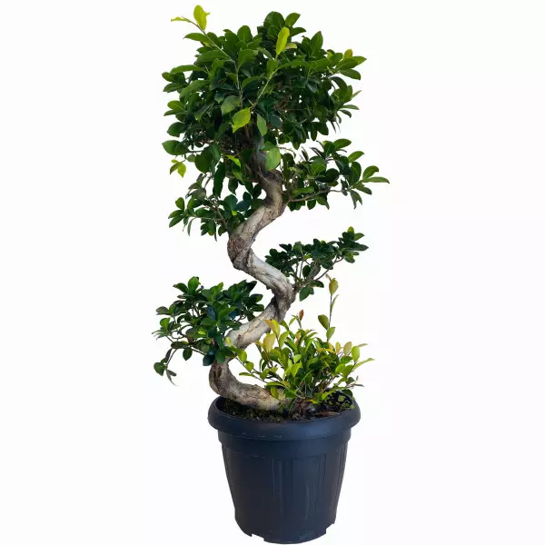 ficus bonsai - modna roślina doniczkowa - trendy 2022