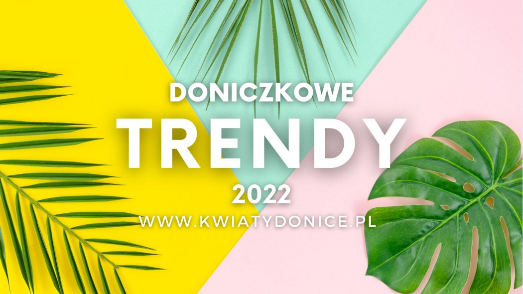 rośliny doniczkowe trendy na 2022 rok