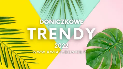 TOP 20 modnych roślin doniczkowych