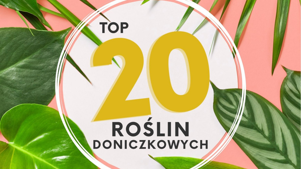 top 20 roślin doniczkowych