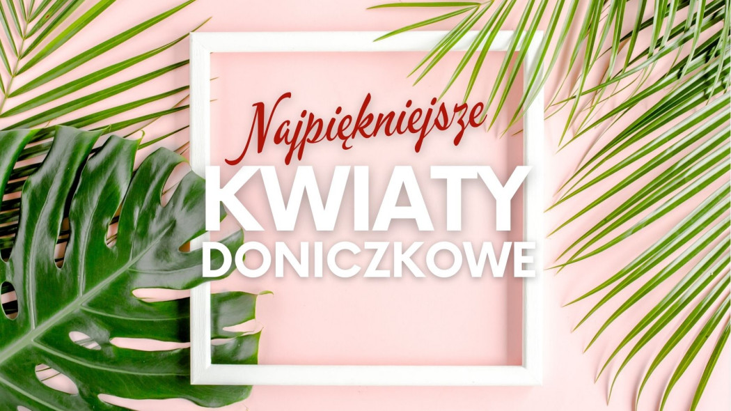 najpiękniejsze kwiaty doniczkowe