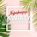 TOP 20 modnych roślin doniczkowych