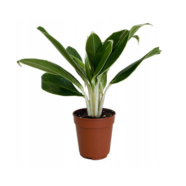 aglonema aglaonema - modna roślina doniczkowa - trendy 2022