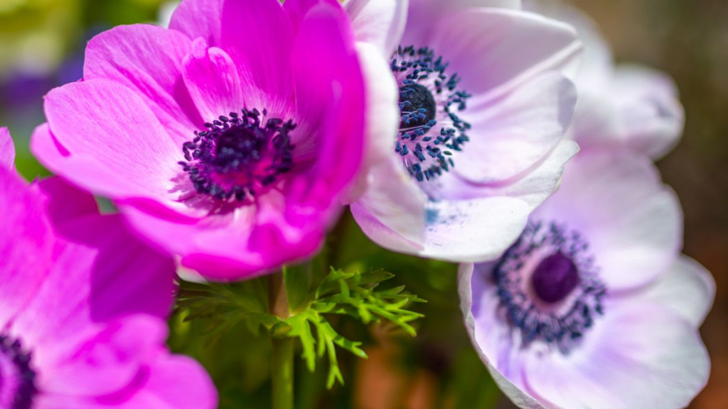 Zawilec wieńcowy Anemone coronaria, fot. gauthierdan - Depositphotos