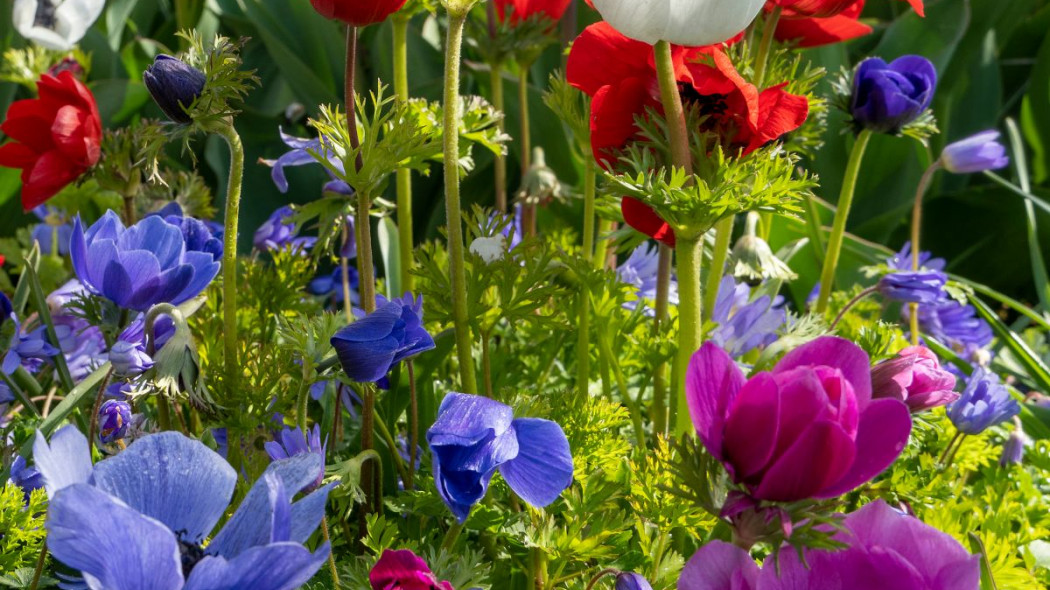 Zawilec wieńcowy Anemone coronaria, fot. iBulb