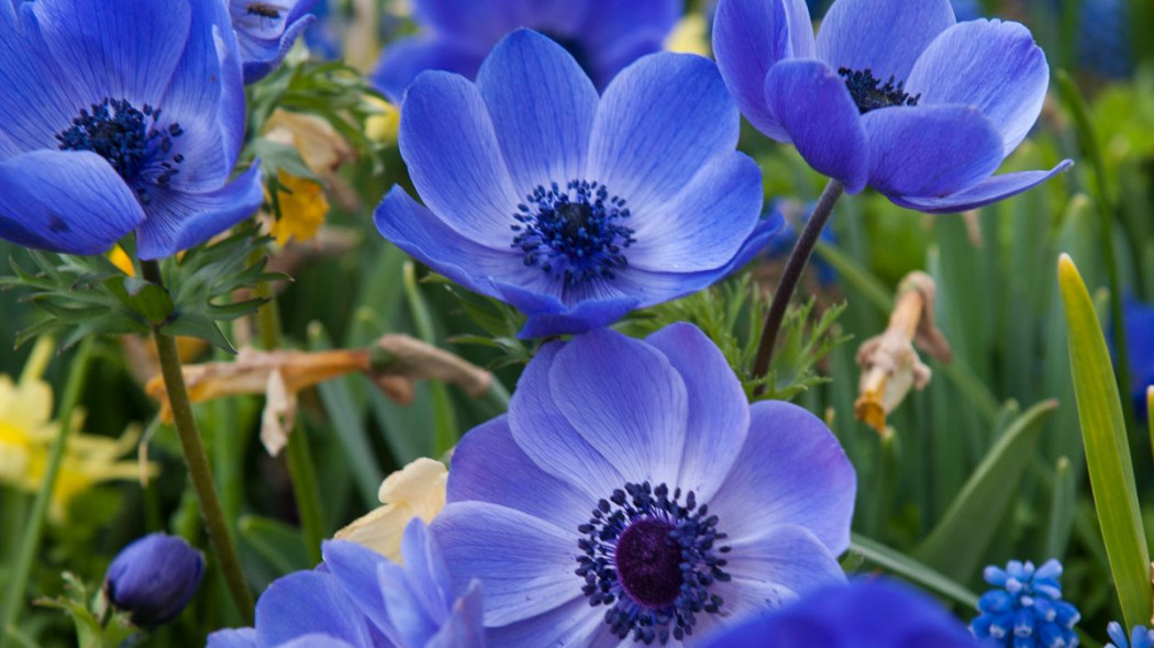 Zawilec wieńcowy Anemone coronaria, fot. iBulb