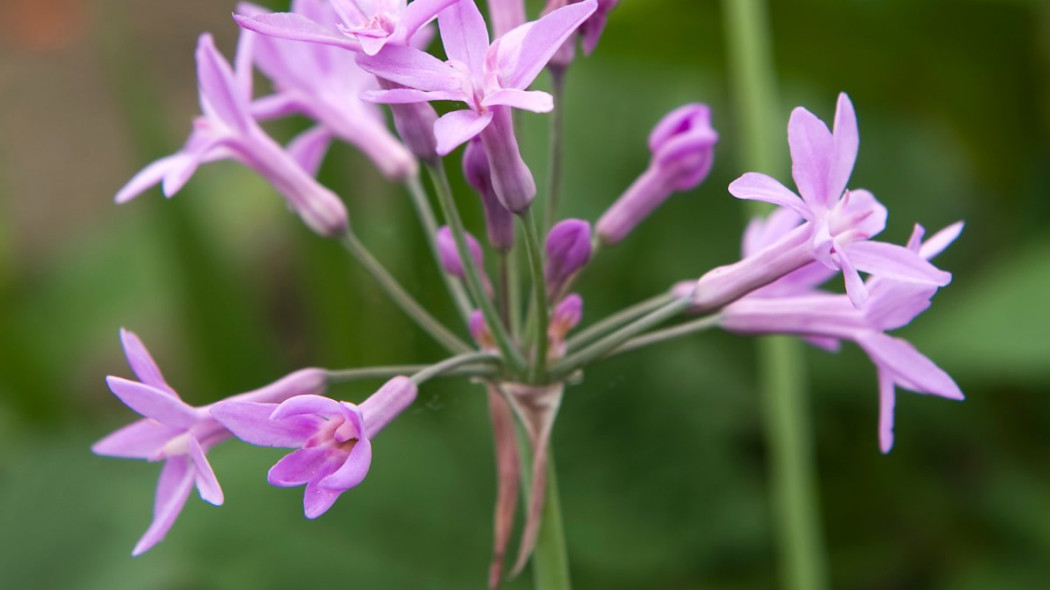 Tulbagia Tulbaghia, fot. iBulb