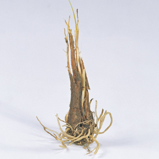 Tulbagia fioletowa