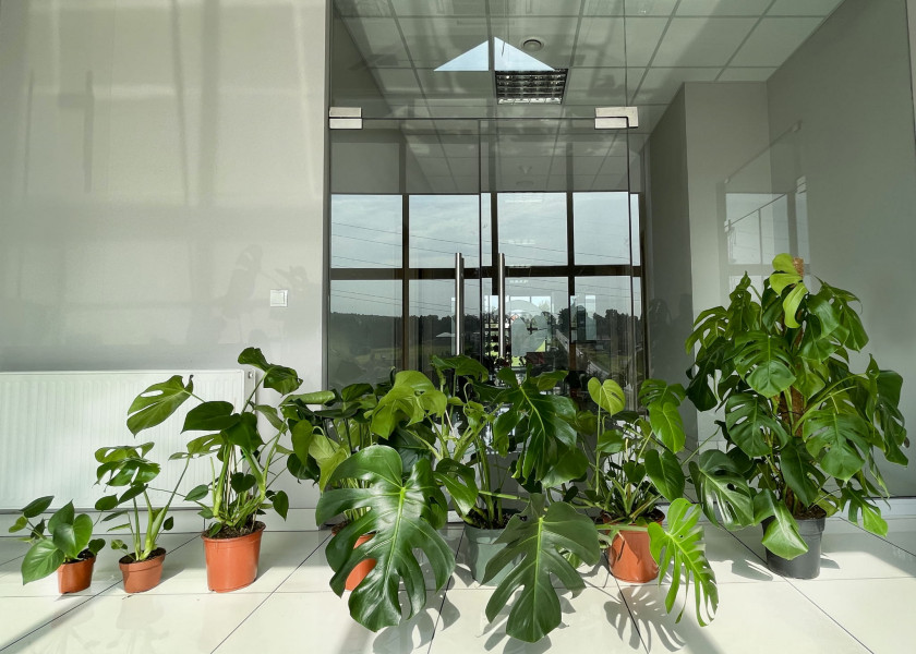 monstera - popularna roślina doniczkowa monstera - popularna roślina doniczkowa