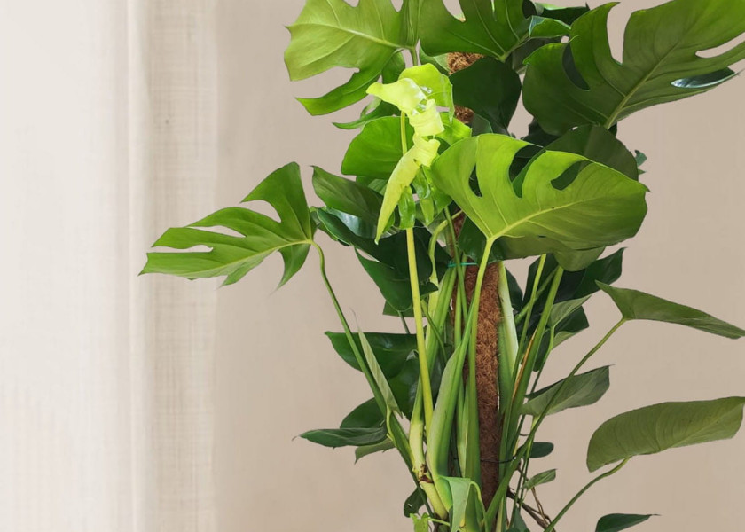monstera - popularna roślina doniczkowa monstera - popularna roślina doniczkowa