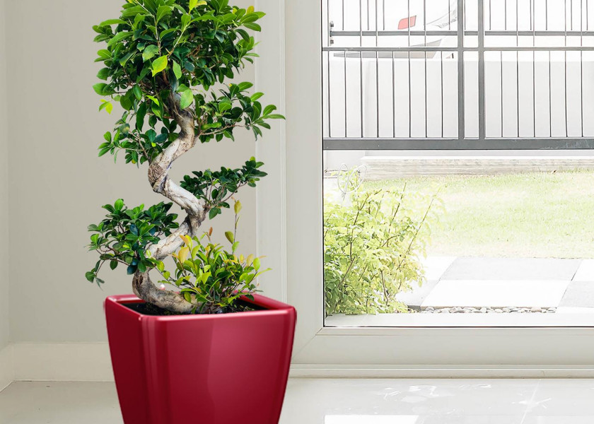 bonsai fikus - popularna roślina doniczkowa bonsai fikus - popularna roślina doniczkowa