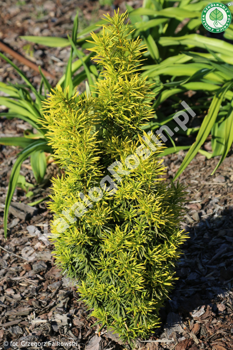 cis pośredni Taxus Fot. G. Falkowski