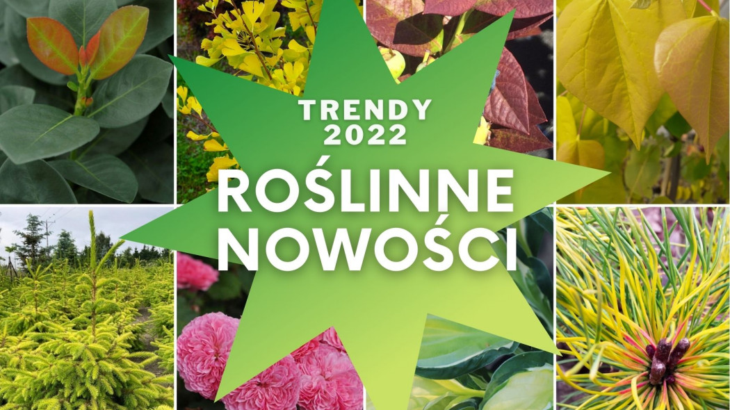 Roślinne nowości - modne rośliny - trendy ogrodowe 2022