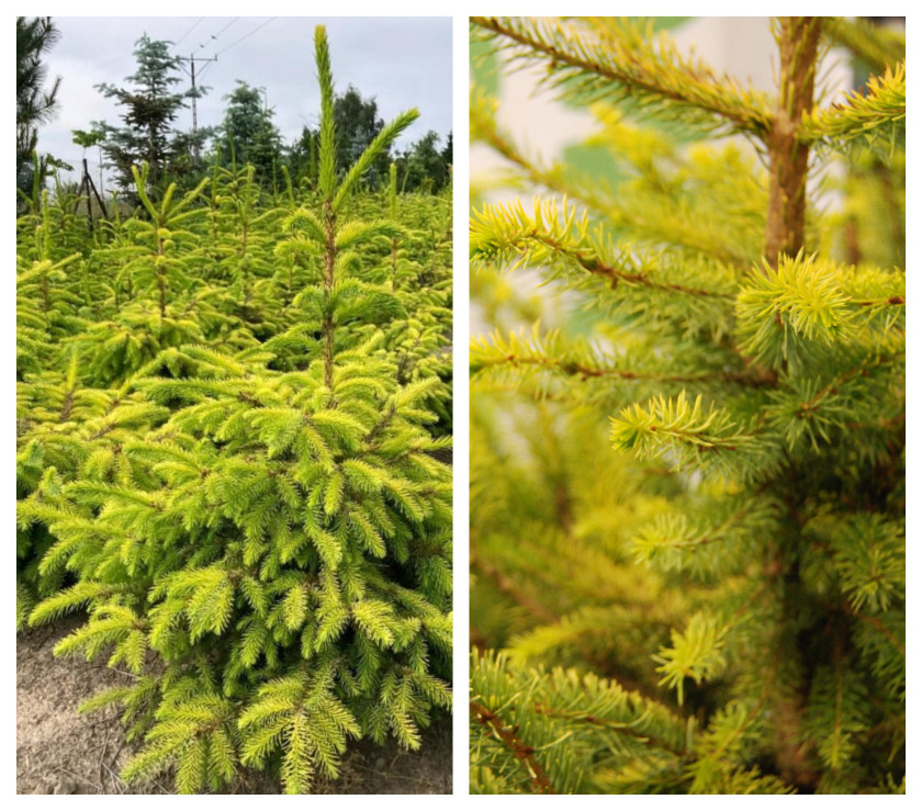 Świerk serbski (Picea omorika) 'Golden Rain'