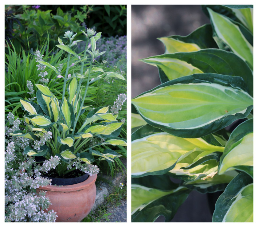 Funkia (Hosta) GYPSY LEMON 'PG 12/01' PBR