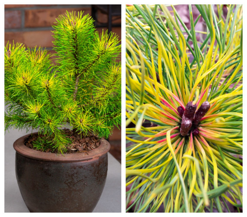 Sosna kosodrzewina (Pinus mugo subsp. uncinata) 'Tukan'