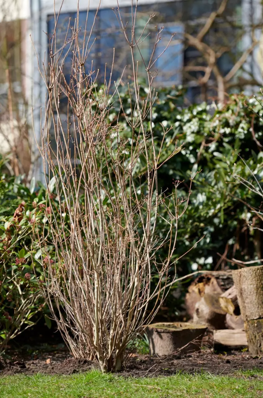 Enkiant dzwonkowaty (Enkianthus campanulatus)