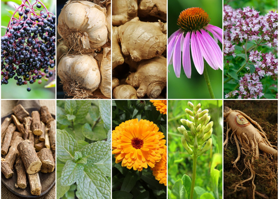 Zioła przeciwwirusowe | 10 roślin dobrych na odporność