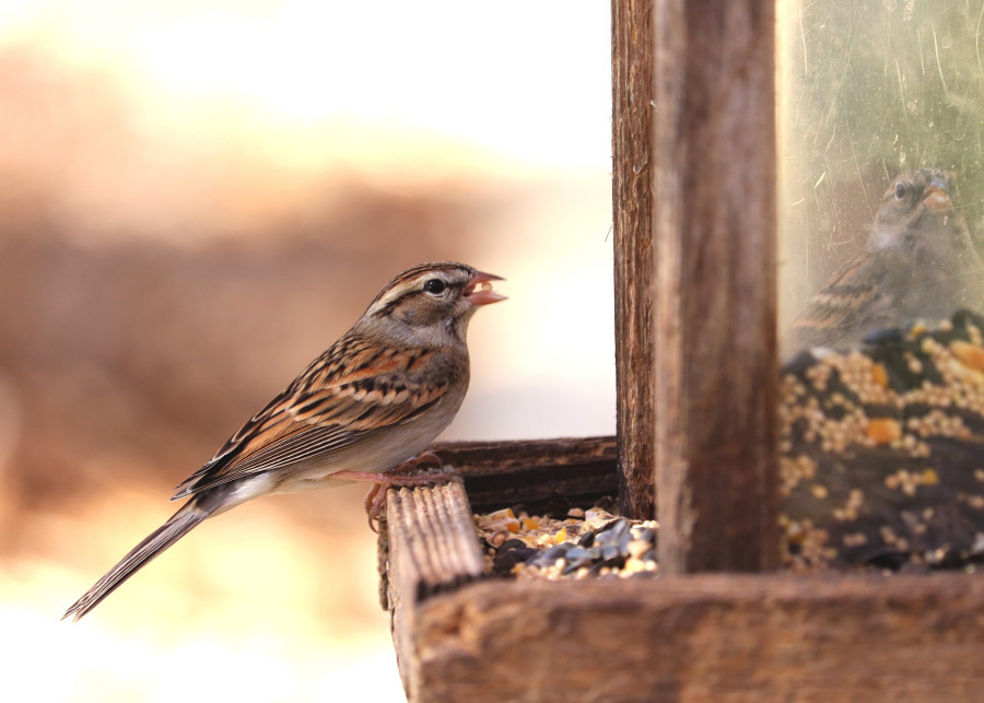 jak wybrać karmnik dla ptaków do ogrodu lub na balkon fot. GeorgeB2 - Pixabay