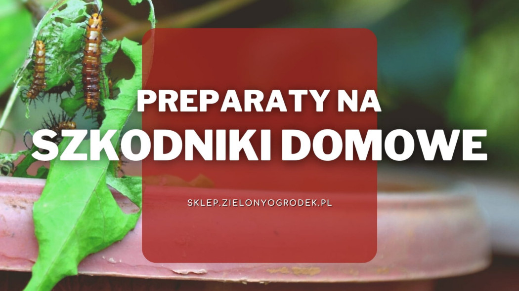 Preparaty na szkodniki domowe Jakie wybrać i gdzie kupić?