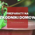 Preparaty na szkodniki domowe | Jakie wybrać i gdzie kupić?