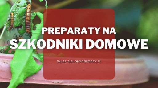 Preparaty na szkodniki domowe | Jakie wybrać i gdzie kupić?