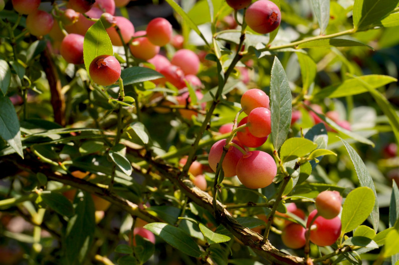 Borówka wysoka 'Pink Lemonade', fot. Vladdon - Depositphotos