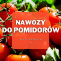 Nawozy do pomidorów | Jakie wybrać i gdzie kupić? 